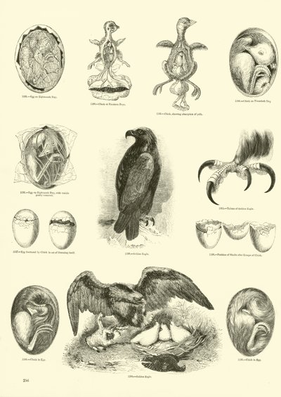 Page du Musée Pictural de la Nature Animée - English School