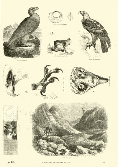 Page du Musée Pictural de la Nature Animée - English School