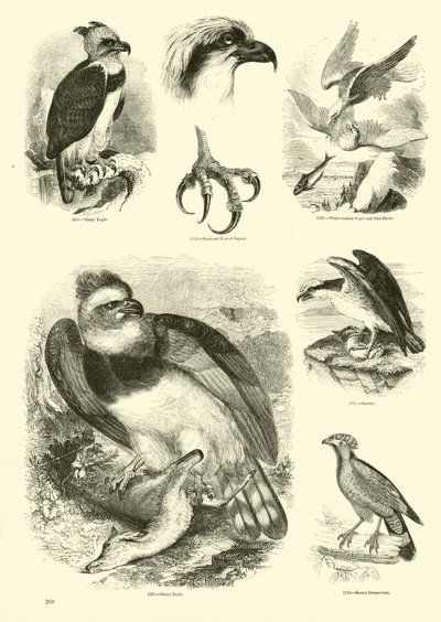 Page du Musée Pictural de la Nature Animée - English School