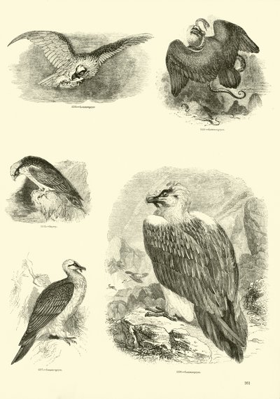 Page du Musée Pictural de la Nature Animée - English School