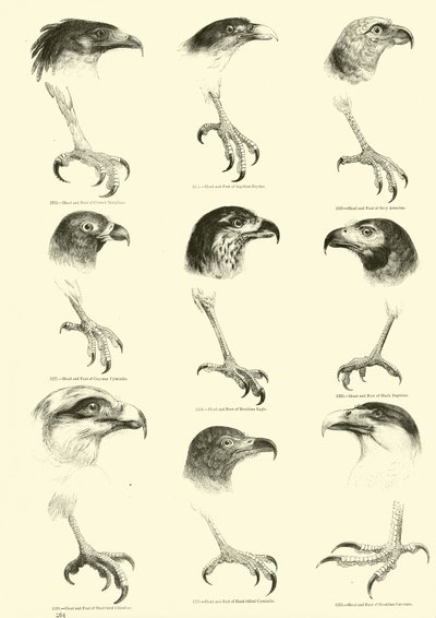 Page du Musée Pictural de la Nature Animée - English School