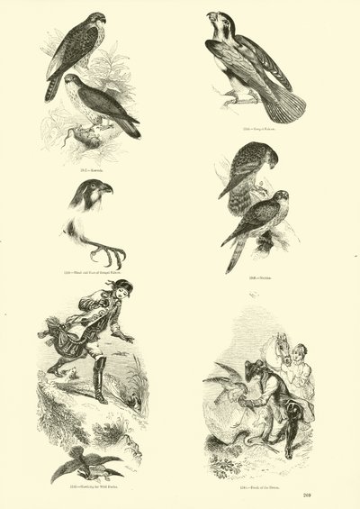 Page du Musée Pictural de la Nature Animée - English School