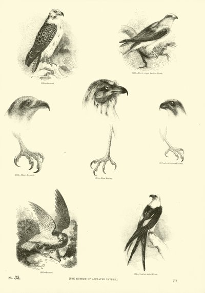 Page du Musée Pictural de la Nature Animée - English School