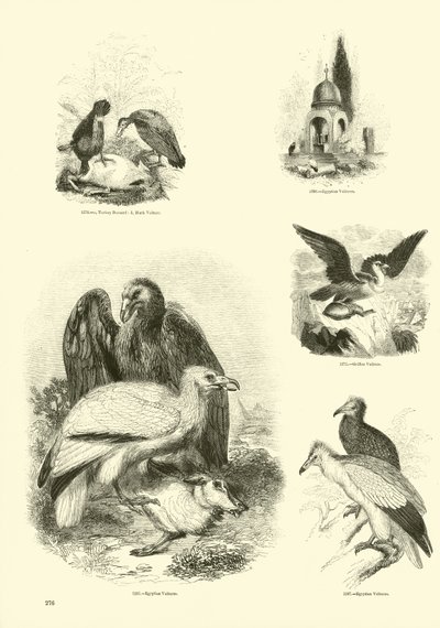 Page du Musée Pictural de la Nature Animée - English School