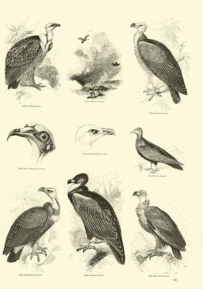 Page du Musée Pictural de la Nature Animée - English School