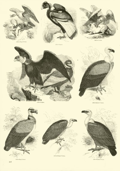 Page du Musée Pictural de la Nature Animée - English School