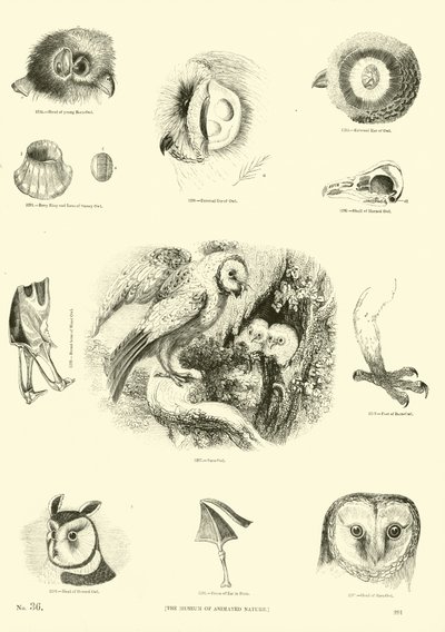 Page du Musée Pictural de la Nature Animée - English School