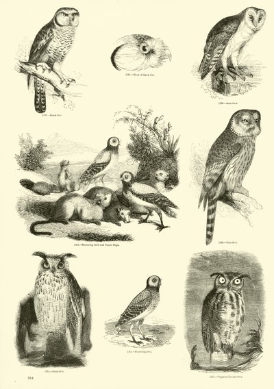 Page du Musée Pictural de la Nature Animée - English School