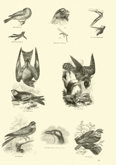 Page du Musée Pictural de la Nature Animée - English School
