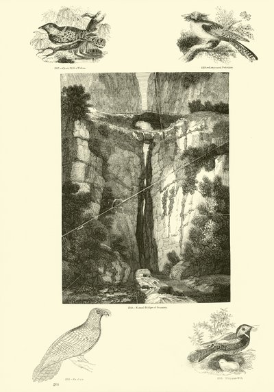 Page du Musée Pictural de la Nature Animée - English School