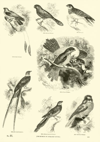 Page du Musée Pictural de la Nature Animée - English School