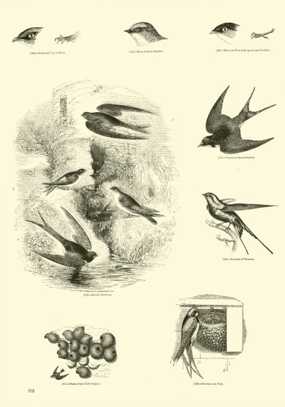 Page du Musée Pictural de la Nature Animée - English School