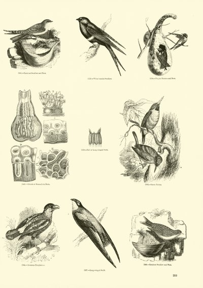 Page du Musée Pictural de la Nature Animée - English School