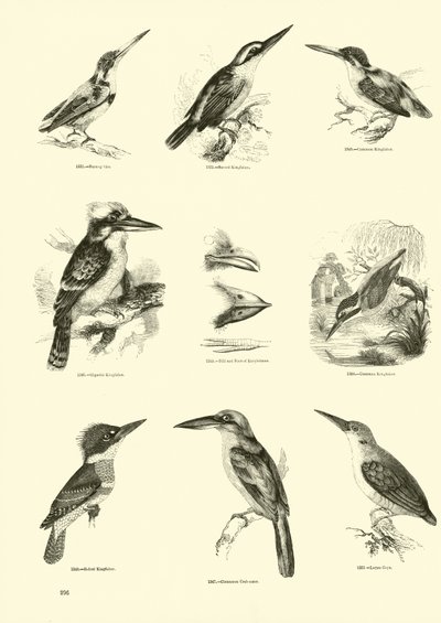 Page du Musée Pictural de la Nature Animée - English School