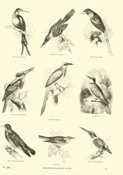 Page du Musée Pictural de la Nature Animée - English School
