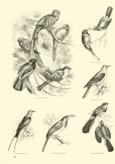 Page du Musée Pictural de la Nature Animée - English School