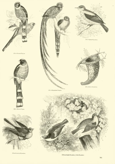 Page du Musée Pictural de la Nature Animée - English School