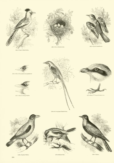 Page du Musée Pictural de la Nature Animée - English School