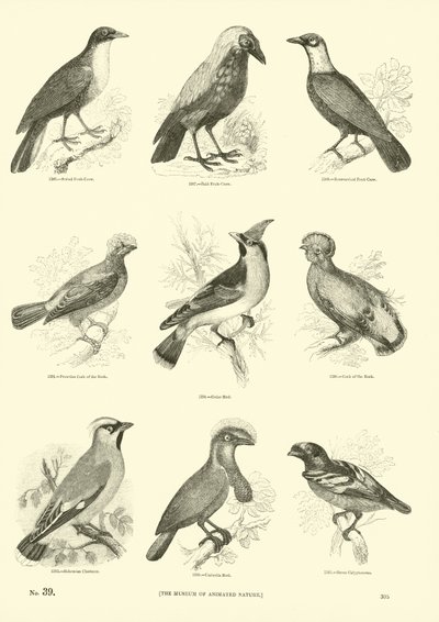 Page du Musée Pictural de la Nature Animée - English School