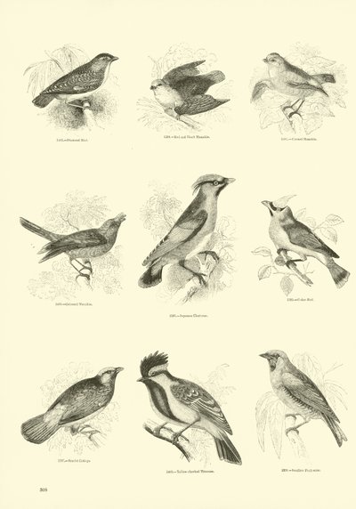 Page du Musée Pictural de la Nature Animée - English School
