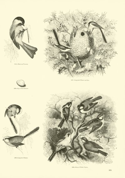 Page du Musée Pictural de la Nature Animée - English School