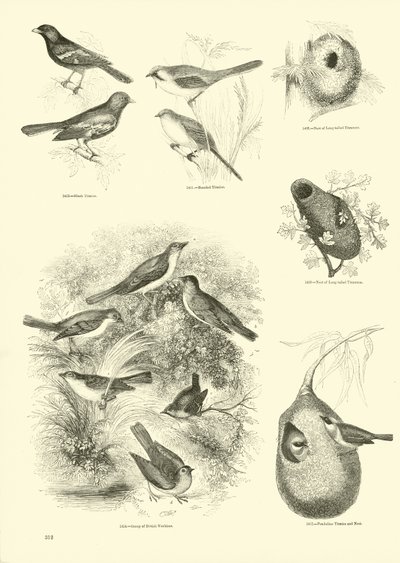 Page du Musée Pictural de la Nature Animée - English School