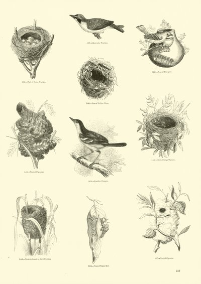 Page du Musée Pictural de la Nature Animée - English School
