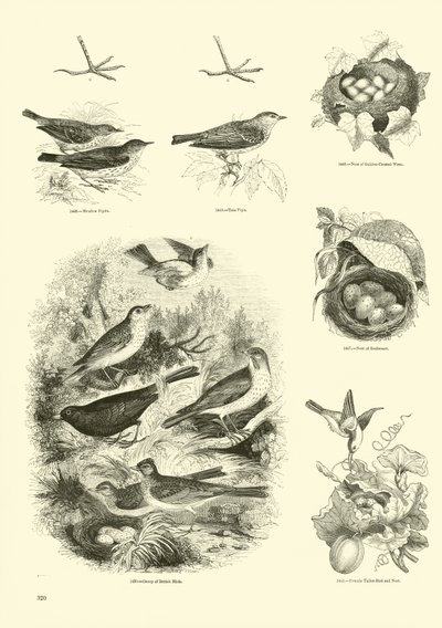 Page du Musée Pictural de la Nature Animée - English School