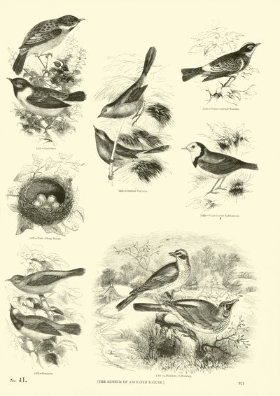 Page du Musée Pictural de la Nature Animée - English School