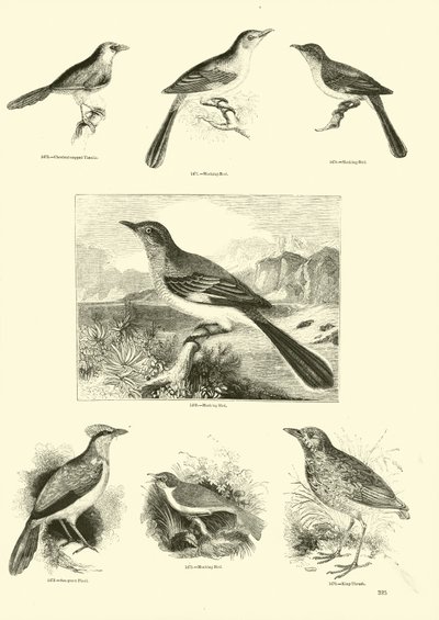 Page du Musée Pictural de la Nature Animée - English School