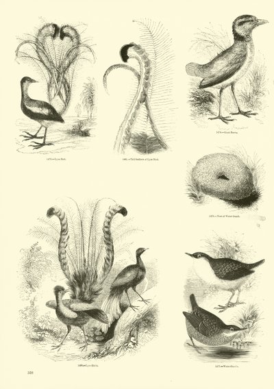 Page du Musée Pictural de la Nature Animée - English School