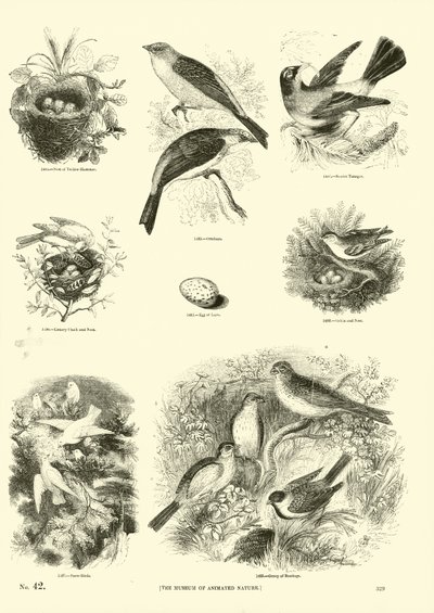 Page du Musée Pictural de la Nature Animée - English School