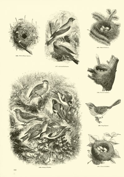 Page du Musée Pictural de la Nature Animée - English School