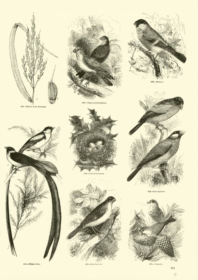 Page du Musée Pictural de la Nature Animée - English School