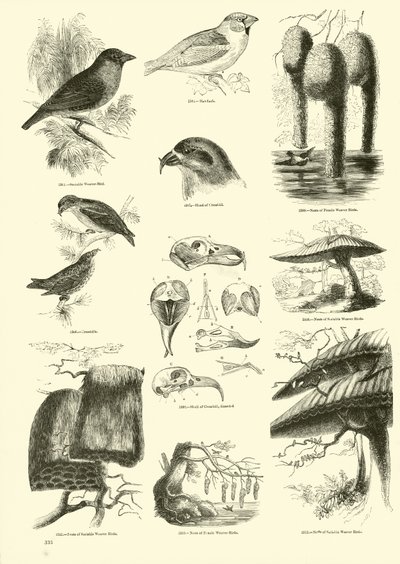 Page du Musée Pictural de la Nature Animée - English School