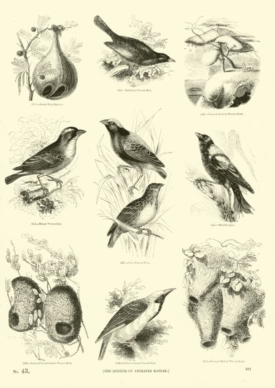Page du Musée Pictural de la Nature Animée - English School