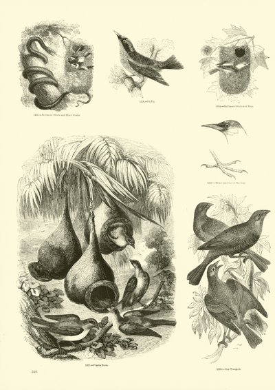 Page du Musée Pictural de la Nature Animée - English School