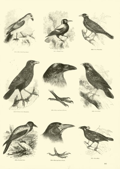 Page du Musée Pictural de la Nature Animée - English School
