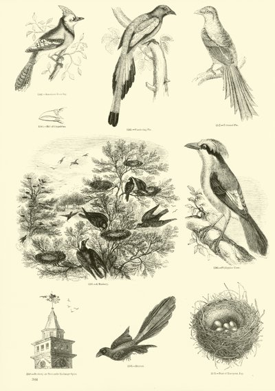 Page du Musée Pictural de la Nature Animée - English School