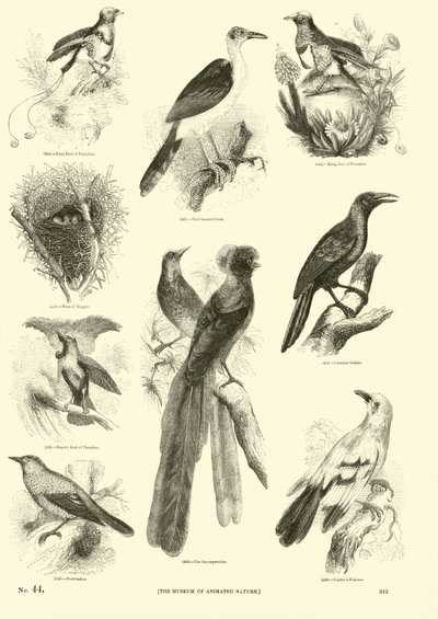 Page du Musée Pictural de la Nature Animée - English School
