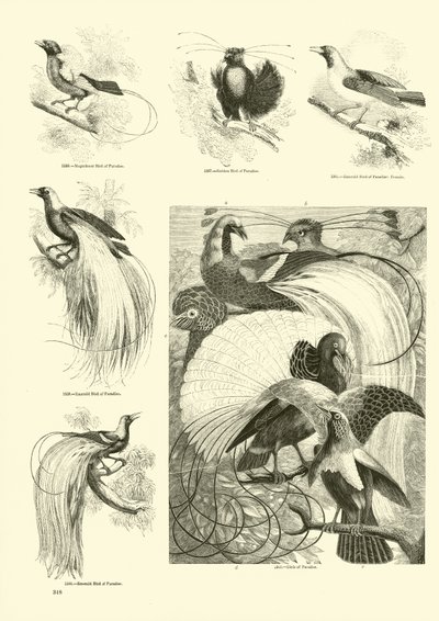 Page du Musée Pictural de la Nature Animée - English School