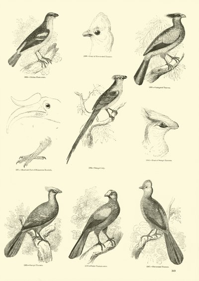 Page du Musée Pictural de la Nature Animée - English School