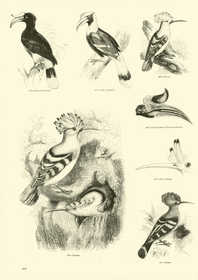 Page du Musée Pictural de la Nature Animée - English School