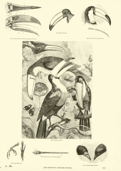 Page du Musée Pictural de la Nature Animée - English School