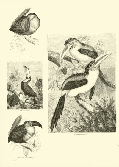 Page du Musée Pictural de la Nature Animée - English School
