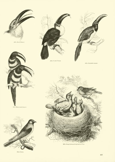 Page du Musée Pictural de la Nature Animée - English School