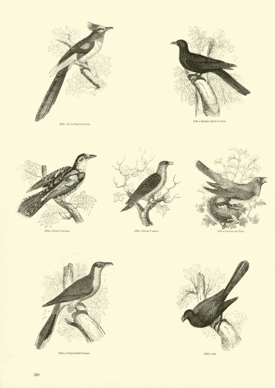 Page du Musée Pictural de la Nature Animée - English School