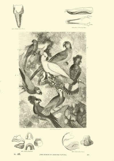 Page du Musée Pictural de la Nature Animée - English School