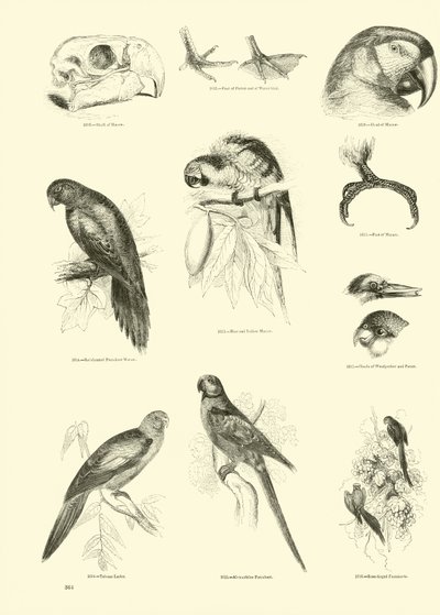 Page du Musée Pictural de la Nature Animée - English School