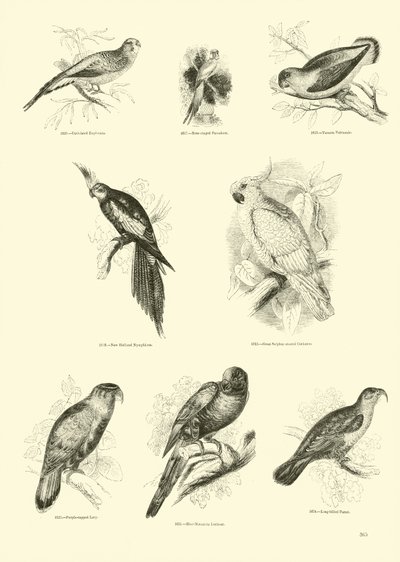 Page du Musée Pictural de la Nature Animée - English School
